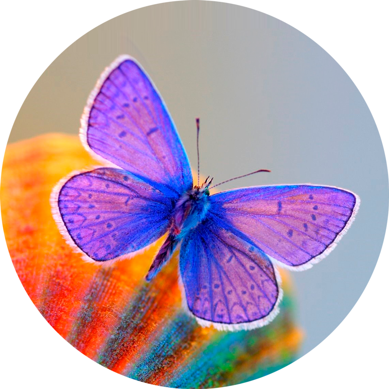 HSP-vlinder